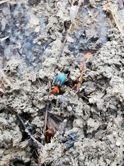 Brachinus sclopeta