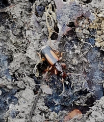 Polistichus connexus