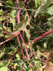 Rumex sagittatus
