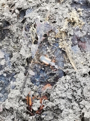 Polistichus connexus