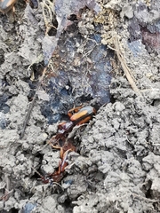 Polistichus connexus