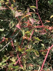 Rumex sagittatus
