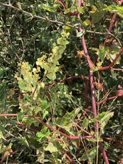 Rumex sagittatus