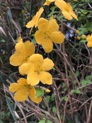 Kerria japonica