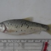 Albanian Minnow - Photo (c) thephoxinus, some rights reserved (CC BY-NC), uploaded by thephoxinus