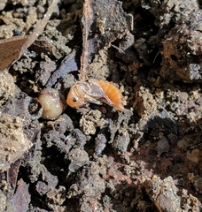 Atalantycha bilineata