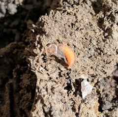 Atalantycha bilineata