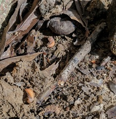 Atalantycha bilineata