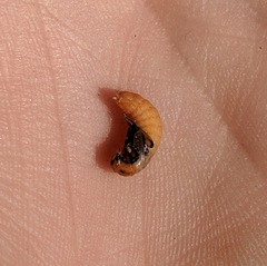 Atalantycha bilineata