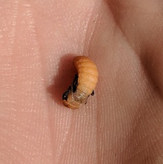 Atalantycha bilineata