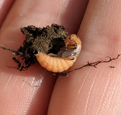 Atalantycha bilineata