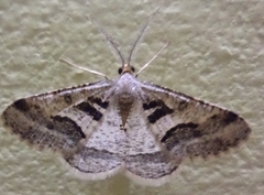 Isturgia disputaria