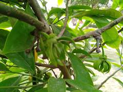 Artabotrys hexapetalus