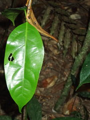 Idiospermum australiense