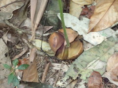 Idiospermum australiense