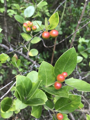 Bush Plum