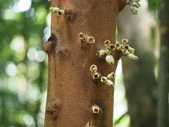 Syzygium monospermum