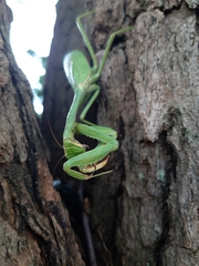 Mantidae