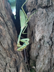 Mantidae