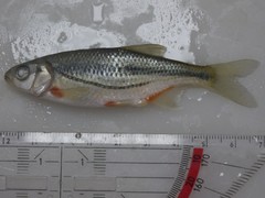 Alburnoides bipunctatus
