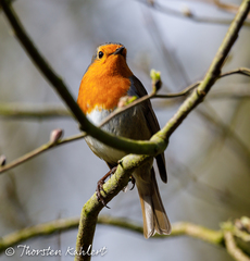 Erithacus rubecula