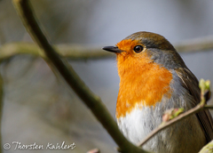 Erithacus rubecula