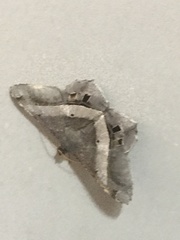Lepidoptera