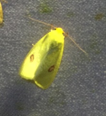 Earias rufopunctata