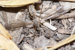Tipulinae