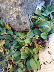 Myosotis lyallii elderi