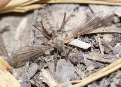 Tipulinae