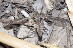 Tipulinae