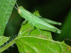 Oxyinae