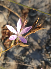 Dianthus strictus