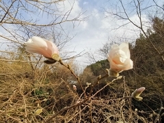 Magnolia