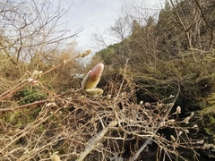 Magnolia