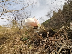 Magnolia