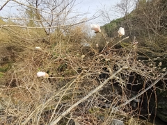 Magnolia