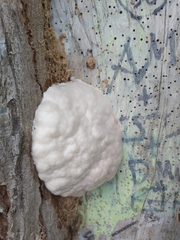 Reticularia lycoperdon