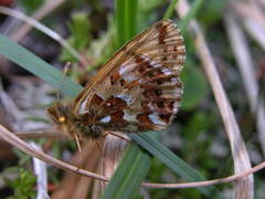 Boloria alaskensis