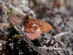 Boloria improba