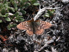 Boloria improba