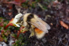 Bombus lapponicus