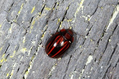 Paropsisterna semivittata