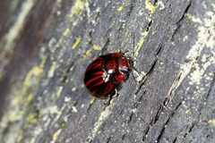 Paropsisterna semivittata