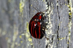 Paropsisterna semivittata