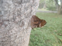 Herona marathus