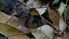 Euphaedra ceres ceres