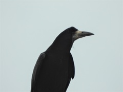 Corvus frugilegus