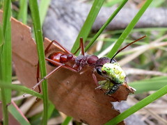 Calochrysa extranea